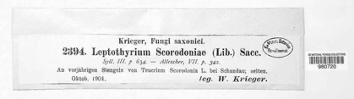 Leptothyrium scorodoniae image